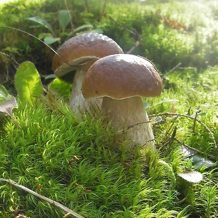 Provans Szálloda Tatariv